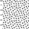 White with Black Spiders Polycotton 1 mtr