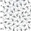 white Skelton Polycotton 1m